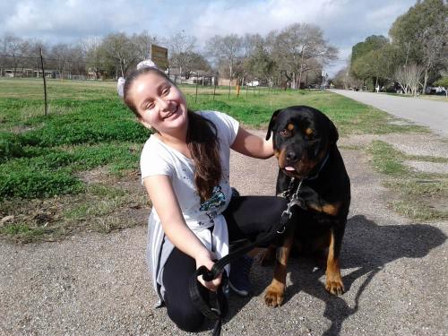 rottweiler-training-houston