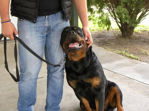 rottweiler-training